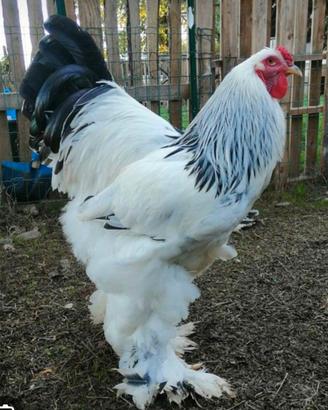 Galline brahma bianche