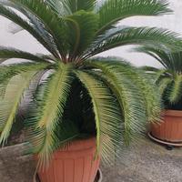 cycas