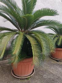 cycas