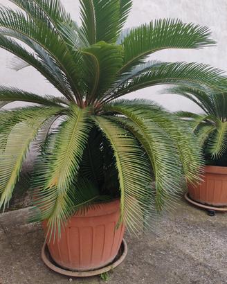 cycas