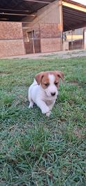 Cuccioli Jack russell terrier pedigree
