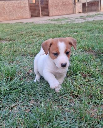Cuccioli Jack russell terrier pedigree