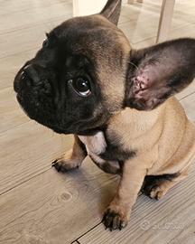 Cucciola Bulldog Francese Fawn