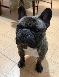 Bulldog francese per monta PEDIGREE EXPO