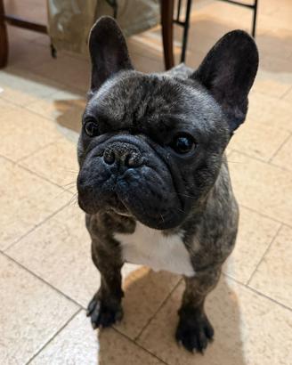 Bulldog francese per monta PEDIGREE EXPO