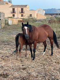 Puledra Paint Horse