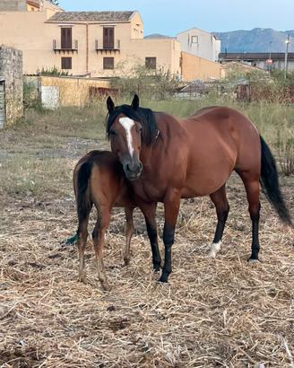 Puledra Paint Horse