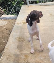 Cuccioloni pointer