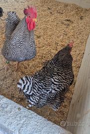 tris gallo e galline amrocks