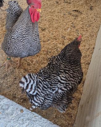 tris gallo e galline amrocks