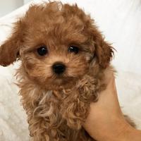 BARBONCINO BARBONCINI TOY CUCCIOLI pag in 12 rate