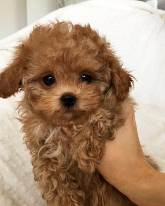 BARBONCINO BARBONCINI TOY CUCCIOLI pag in 12 rate