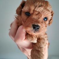 Barboncini TOY garantiti