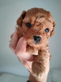 Barboncini TOY garantiti