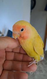 Inseparabile allevato a mano