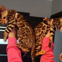 Bengala bengalini bengali gattini