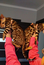 Bengala bengalini bengali gattini