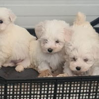 Maltesi cuccioli maltese