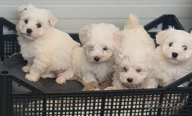 Maltesi cuccioli maltese