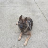 Pastore tedesco grigione