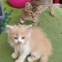 Adozione gattini