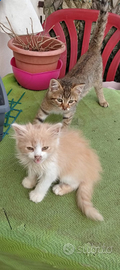Adozione gattini