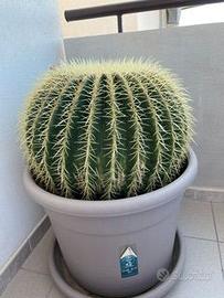🌵 Echinocactus grusonii grande