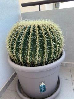 🌵 Echinocactus grusonii grande