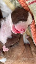 Cuccioli di Pitbull