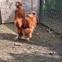 Galli di moroseta e concincina nana