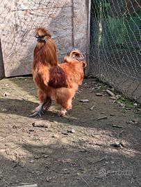 Galli di moroseta e concincina nana