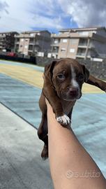 Pitbull