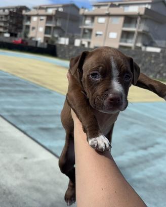 Pitbull