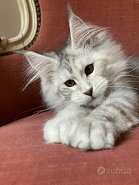 Cuccioli Maine Coon con Pedigree