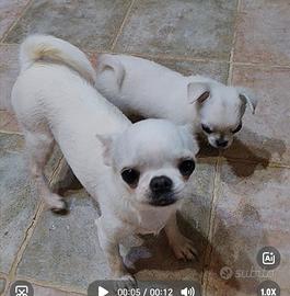 Chihuahua con pedigree