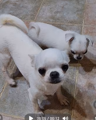 Chihuahua con pedigree