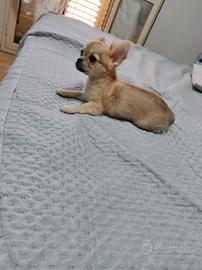 Chihuahua