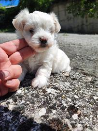Maltese coreano
