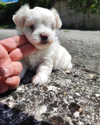 Maltese coreano