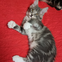 Maine coon con pedigree