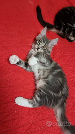 Maine coon con pedigree