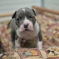 Amstaff blue cuccioli - disponibili dal 10 aprile