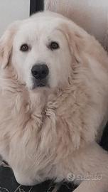 Cuccioli Pastore maremmano Abruzzese