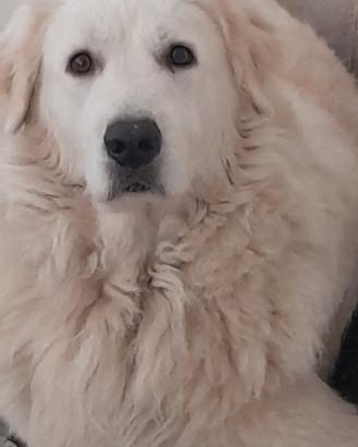 Cuccioli Pastore maremmano Abruzzese