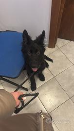 Dolcissima Pastore Tedesco nero di 7 mesi