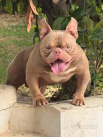American Bully Micro Exotic