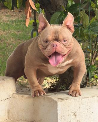 American Bully Micro Exotic