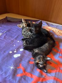 Gattini mezzi bengala