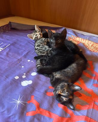 Gattini mezzi bengala