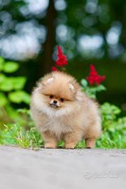 Spitz Di Pomerania Mini